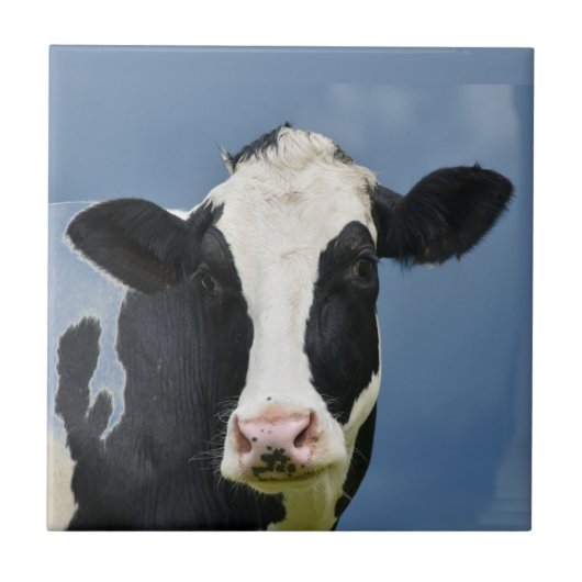 Holstein COW Fliese (Vorderseite)