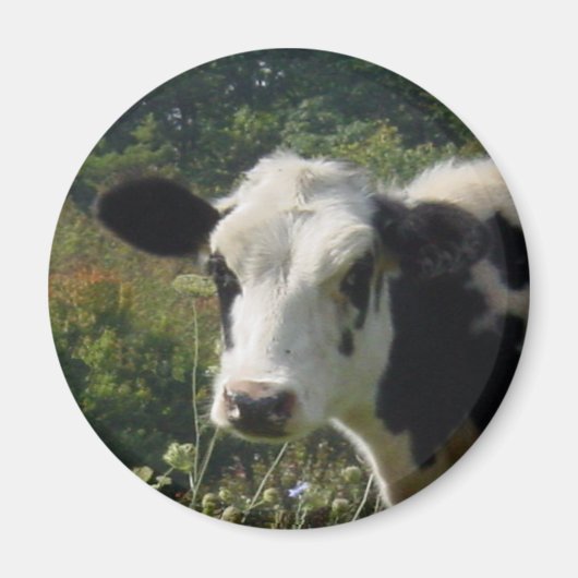 Holstein Cow Magnet (Vorne)