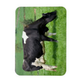 Holstein Cow Magnet (Vertikal)