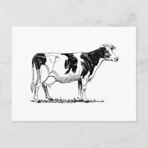 Holstein Cow Postkarte