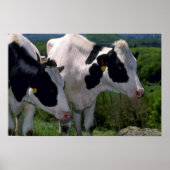 Holstein Dairy Cattle Poster (Vorne)