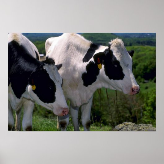 Holstein Dairy Cattle Poster (Vorne)