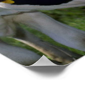 Holstein Dairy Cattle Poster (Ecke)