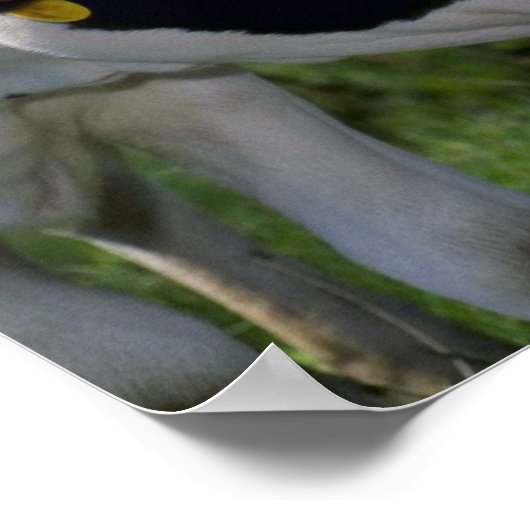 Holstein Dairy Cattle Poster (Ecke)