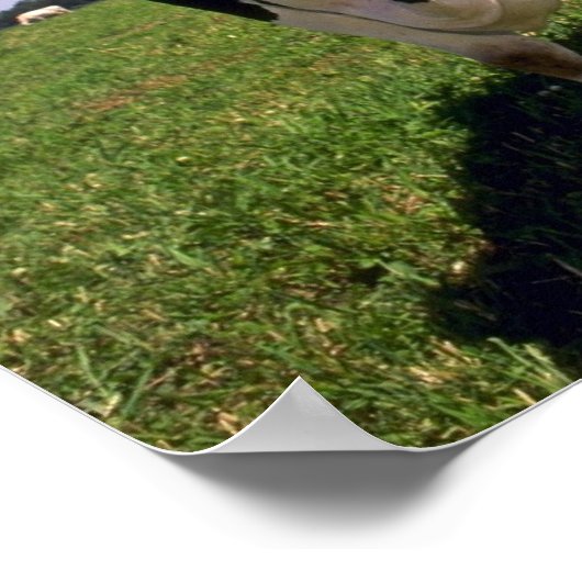 Holstein Dairy Cattle Poster (Ecke)