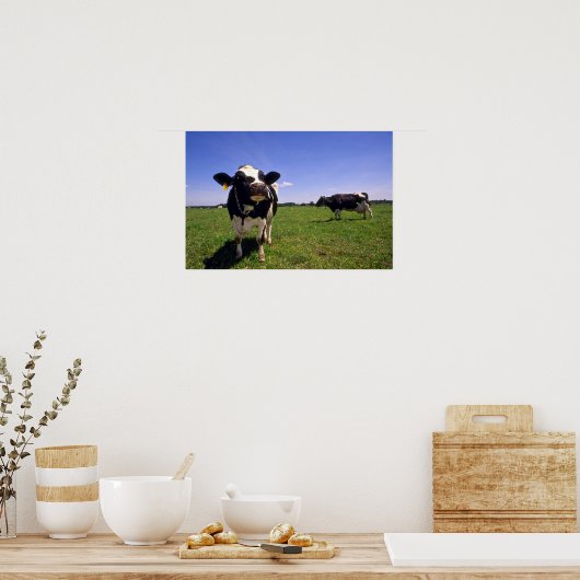 Holstein Dairy Cattle Poster (Küche)