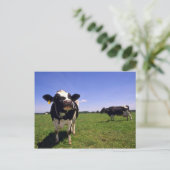 Holstein Dairy Cattle Postkarte (Stehend Vorderseite)