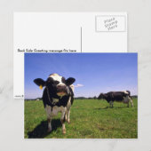 Holstein Dairy Cattle Postkarte (Vorne/Hinten)
