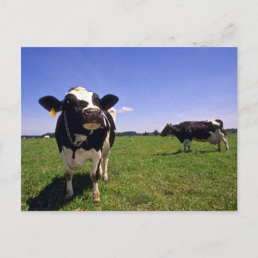 Holstein Dairy Cattle Postkarte (Vorderseite)