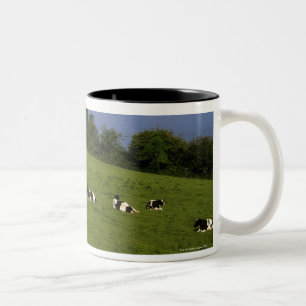 Holstein-Fresian Vieh, Bantry Bucht, Co-Korken, Zweifarbige Tasse