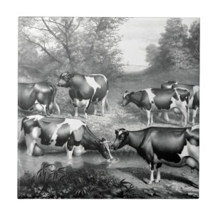 Holstein fresische Kühe fresische Kühe Fliese