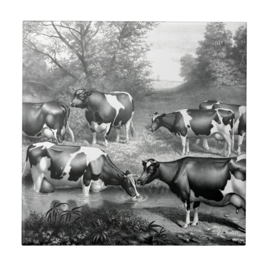 Holstein fresische Kühe fresische Kühe Fliese (Vorderseite)