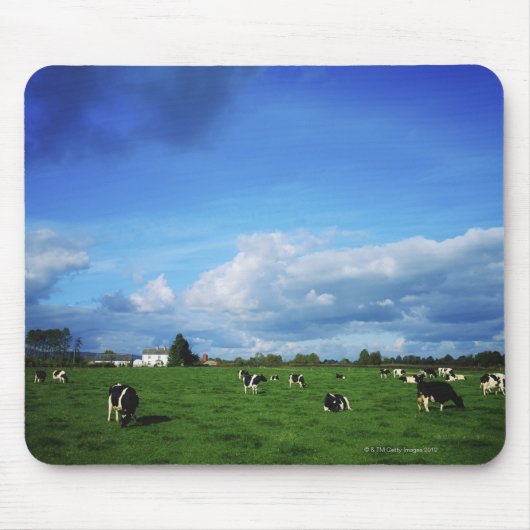 Holstein-Friesian Cattle near Thurles, Grafschaft Mousepad (Vorne)