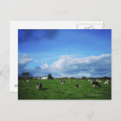 Holstein-Friesian Cattle near Thurles, Grafschaft Postkarte (Vorne/Hinten)