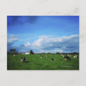 Holstein-Friesian Cattle near Thurles, Grafschaft Postkarte (Vorderseite)