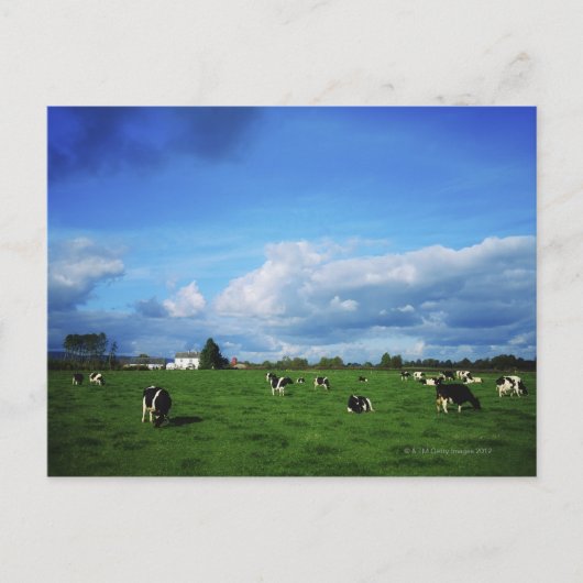 Holstein-Friesian Cattle near Thurles, Grafschaft Postkarte (Vorderseite)