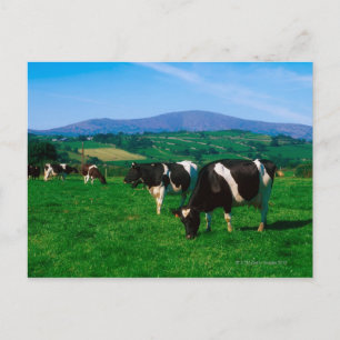 Holstein-Friesische Kühe bei Borris, Landkreis Postkarte