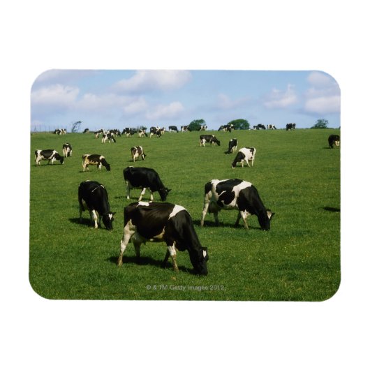 Holstein-Friesische Rinder, Irland Magnet (Horizontal)