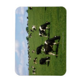 Holstein-Friesische Rinder, Irland Magnet (Vertikal)