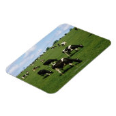 Holstein-Friesische Rinder, Irland Magnet (Linke Seite)