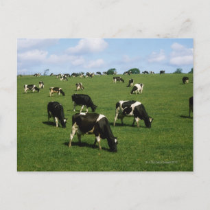 Holstein-Friesische Rinder, Irland Postkarte