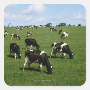 Holstein-Friesische Rinder, Irland Quadratischer Aufkleber