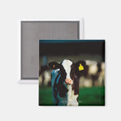 Holstein-Friesisches Kalb Magnet (Vorderseite/Rückseite)