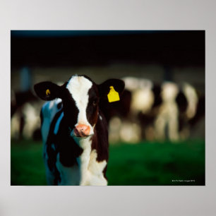 Holstein-Friesisches Kalb Poster