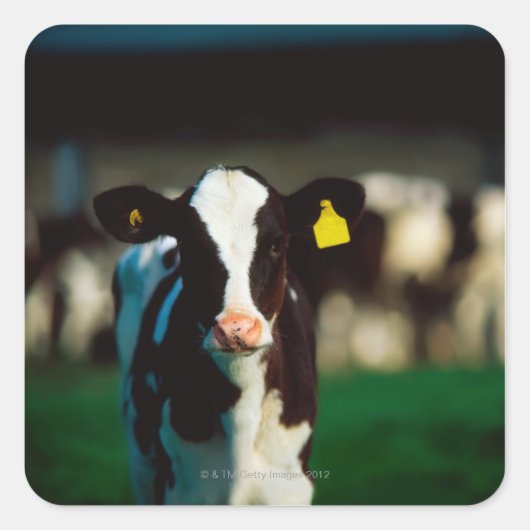 Holstein-Friesisches Kalb Quadratischer Aufkleber (Vorderseite)