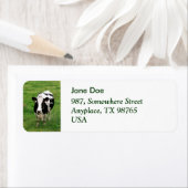 Holstein Kuh (Insitu)