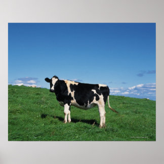 Holstein-Kuh, auf dem Feld stehend, Bekkai-Machi, Poster