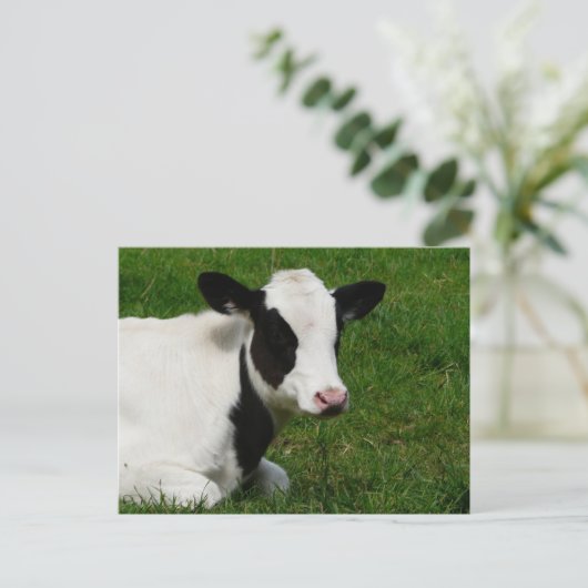 Holstein Kuh auf Gras Postkarte (Stehend Vorderseite)