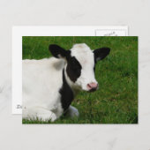 Holstein Kuh auf Gras Postkarte (Vorne/Hinten)