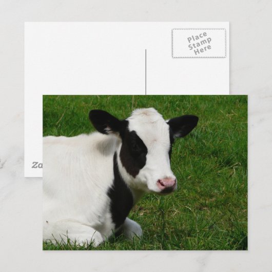 Holstein Kuh auf Gras Postkarte (Vorne/Hinten)
