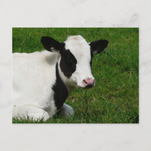 Holstein Kuh auf Gras Postkarte