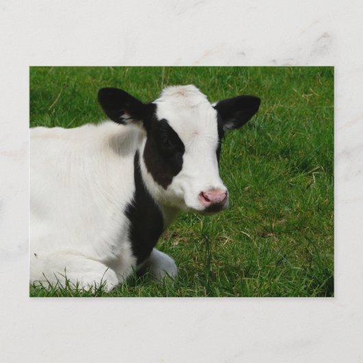 Holstein Kuh auf Gras Postkarte (Vorderseite)