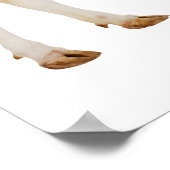 Holstein Kuh (Bos taurus) Poster (Ecke)