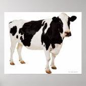 Holstein Kuh (Bos taurus) Poster (Vorne)