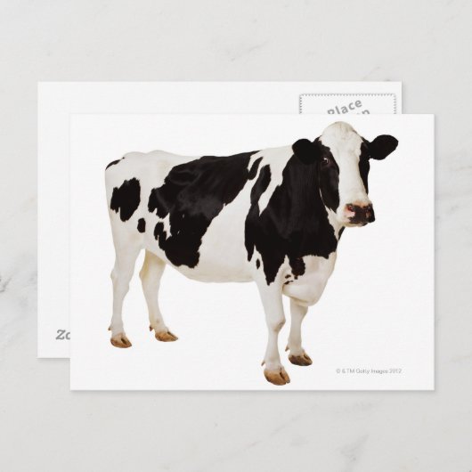 Holstein Kuh (Bos taurus) Postkarte (Vorne/Hinten)