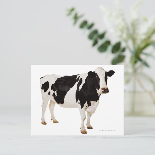 Holstein Kuh (Bos taurus) Postkarte (Stehend Vorderseite)