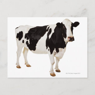 Holstein Kuh (Bos taurus) Postkarte