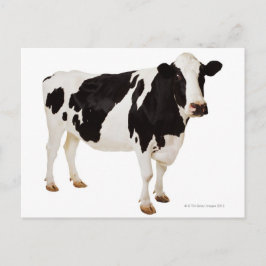 Holstein Kuh (Bos taurus) Postkarte
