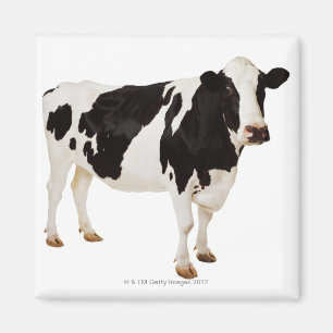 Holstein-Kuh  Bosstier Magnet