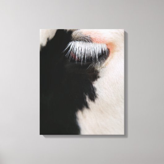 Holstein-Kuh-Gesicht, nah-oben Leinwanddruck (Vorderseite)