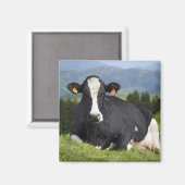 Holstein Kuh Magnet (Vorderseite/Rückseite)