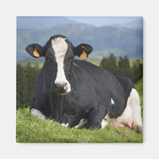 Holstein Kuh Magnet (Vorne)