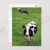 Holstein Kuh Postkarte (Vorne/Hinten)