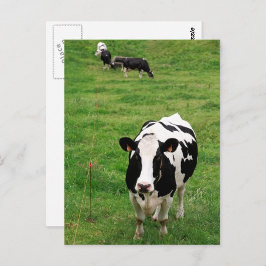 Holstein Kuh Postkarte (Vorne/Hinten)