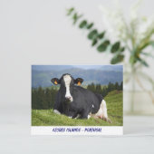 Holstein Kuh Postkarte (Stehend Vorderseite)