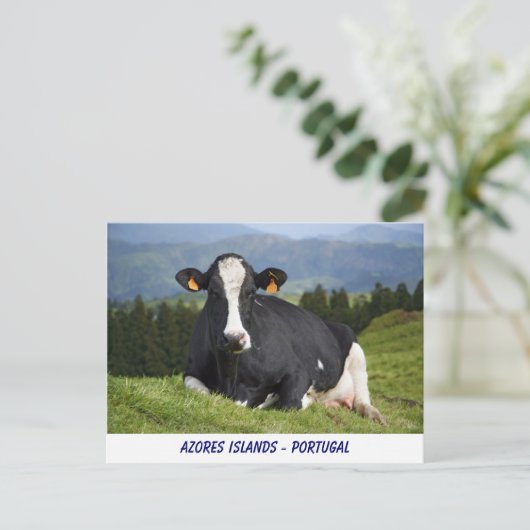 Holstein Kuh Postkarte (Stehend Vorderseite)
